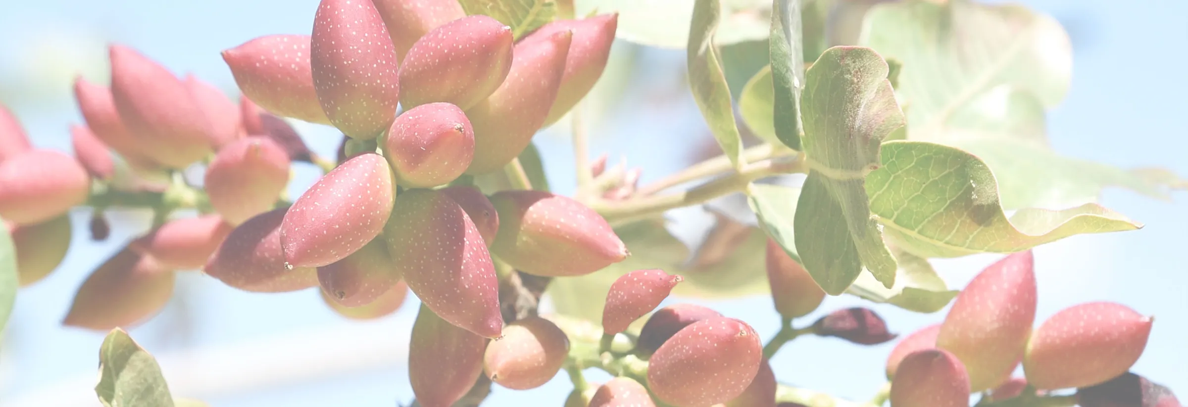 Pistachio trees in a sunlit orchard near Gaziantep